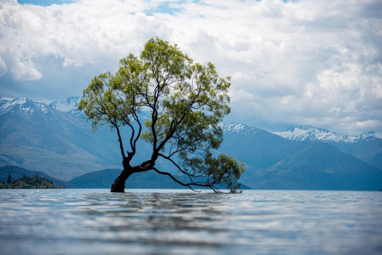 A view of an old tree in a lake with the snow-covered mountains in the background on a cloudy day